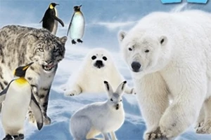 Na śnieżnym tle znajdują się zwierzęta polarne, takie jak niedźwiedź polarny, pingwiny, pantera śnieżna, fokowate i zając bielak