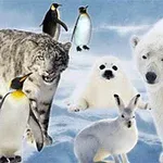 Na śnieżnym tle znajdują się zwierzęta polarne, takie jak niedźwiedź polarny, pingwiny, pantera śnieżna, fokowate i zając bielak