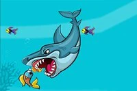 Ten rekin jest głodny!