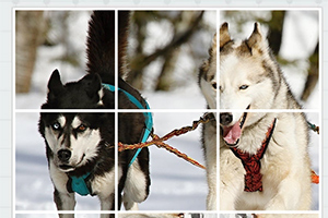Dwa husky ciągną sanie przez śnieżny krajobraz
