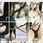 Dwa husky ciągną sanie przez śnieżny krajobraz